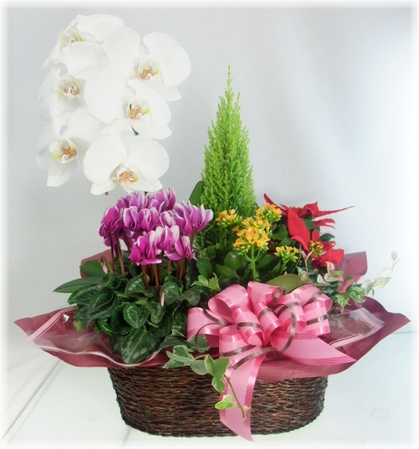 季節の花鉢