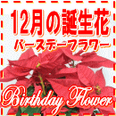 12月の誕生花