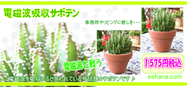 �ż��ȵۼ����ܥƥ�